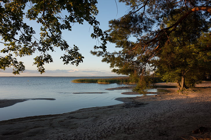 lakeside, evening light, müritz, bank, landscape, trees, beach