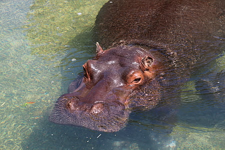 hippopotamus, hippo, herbivores, rest, pachyderm, mammals, africa