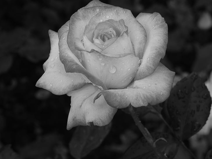 Rosa, planta, blanc i negre, flor, natura, flors, blanc