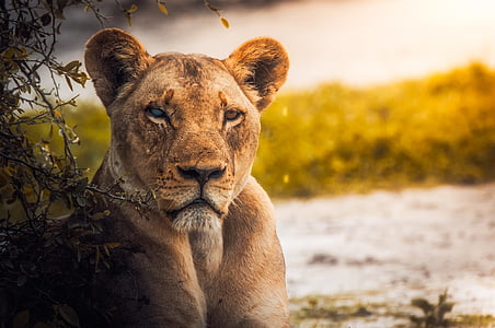 løve, løvinne, kvinne, dyreliv, dyr, Botswana, Afrika