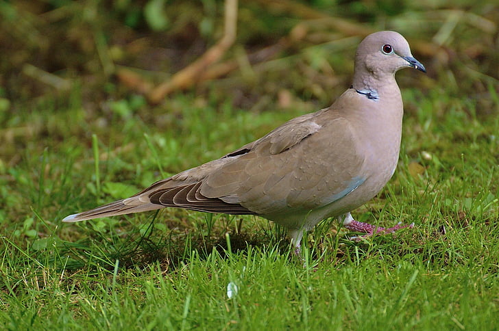 collared, Dove, fugl, fjer, natur, flyve, Wing