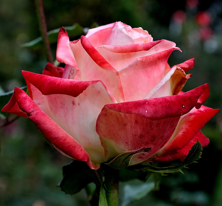 Троянда, квітка, рожевий, Красивий, Квіткові, Природа, Краса