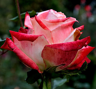 Rose, fleur, Rose, belle, floral, nature, beauté