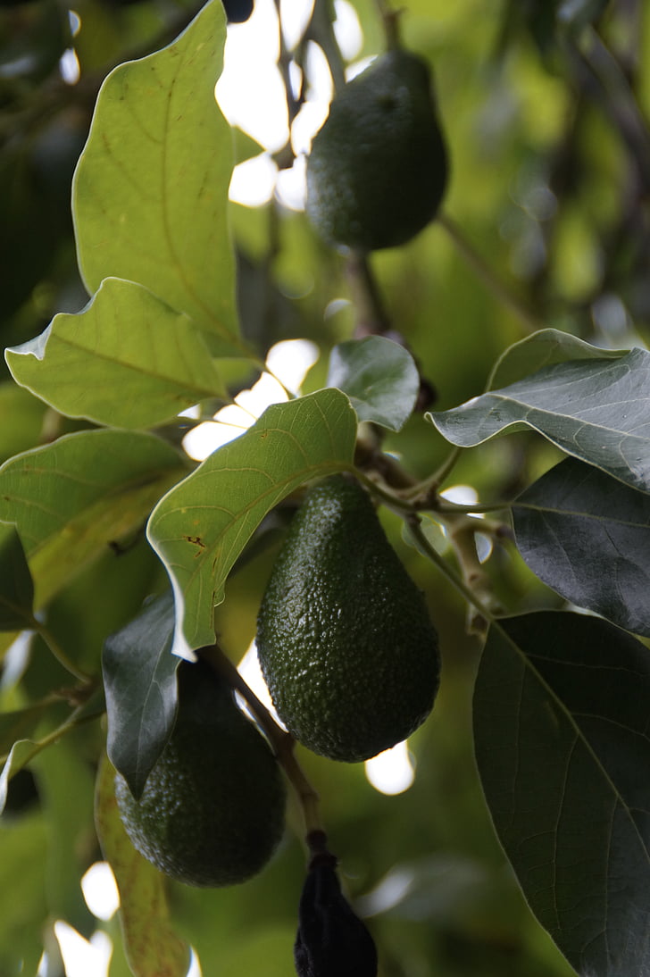 avocado, avocado træ, plante, sund, frugt, spiselige, vitaminer