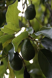 avocado, avocado tree, plant, healthy, fruit, edible, vitamins