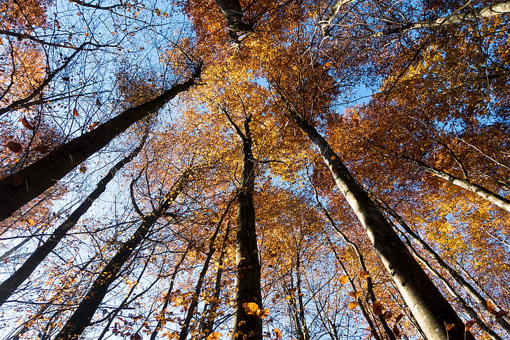 beech, forest, deciduous tree, tree, nature, autumn, leaves