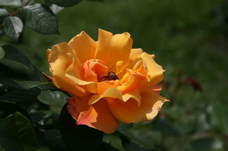 rose, flower, blossom, plant, love, nature, petal