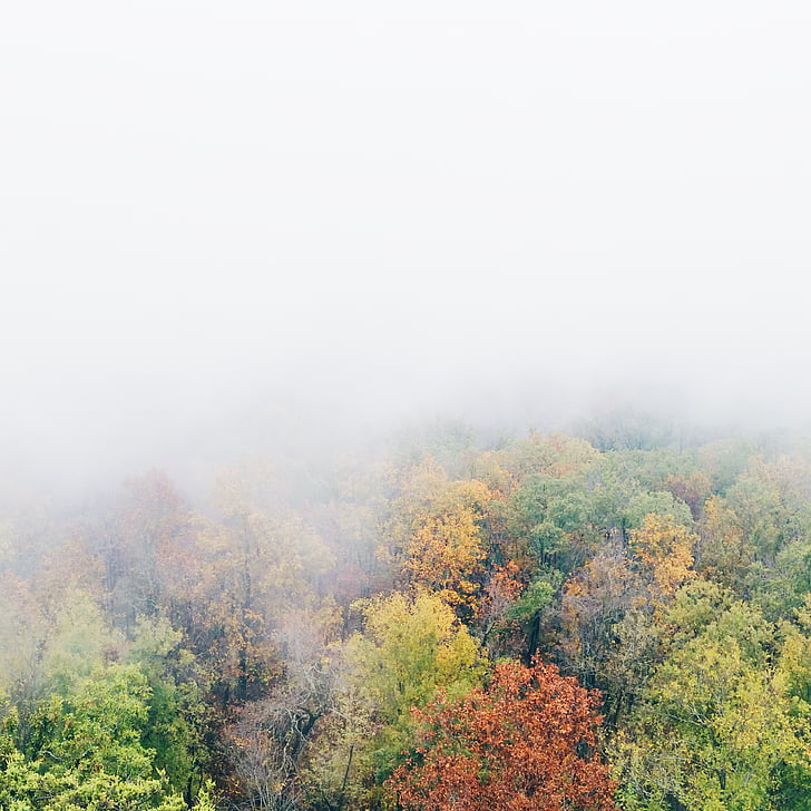 molnig himmel, falla träd, hösten, naturen, landskap, skogen, färg