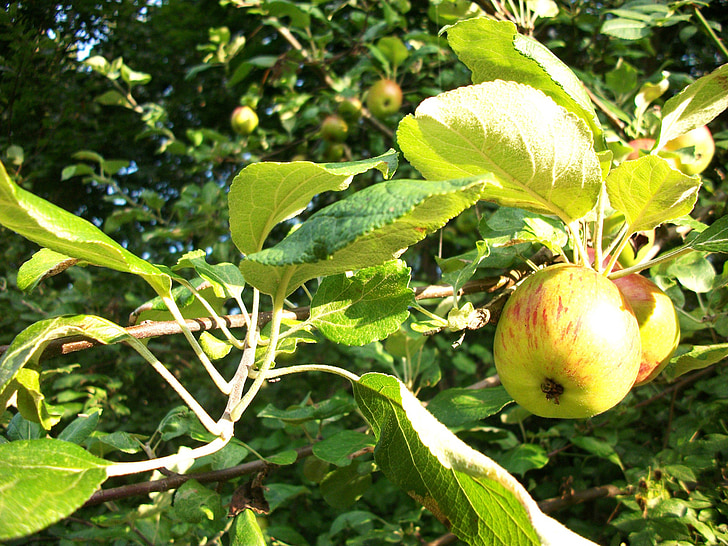 яблоко, яблоки, Яблоня, яблони, Природа, фруктовый сад, фрукты