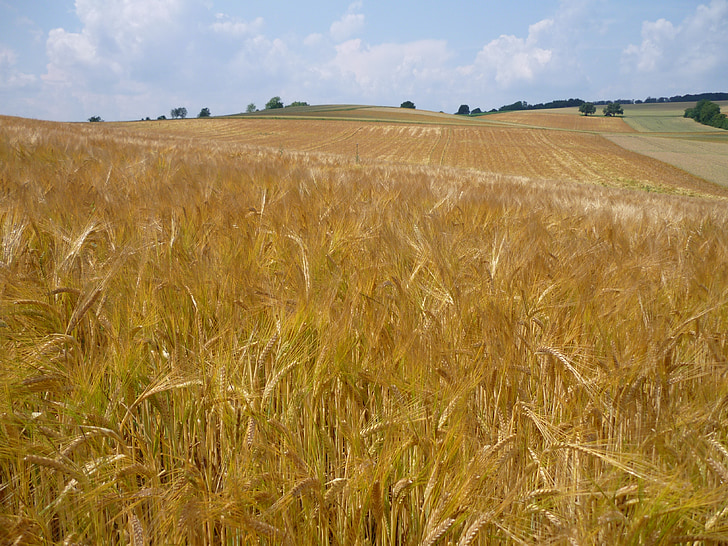 nisu väli, nisu, teravilja, põllumajandus, maastik, taim, Scenic