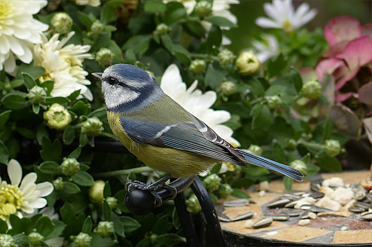 tit, Mésange bleue, Cyanistes caeruleus, petit oiseau, recherche de nourriture, jardin