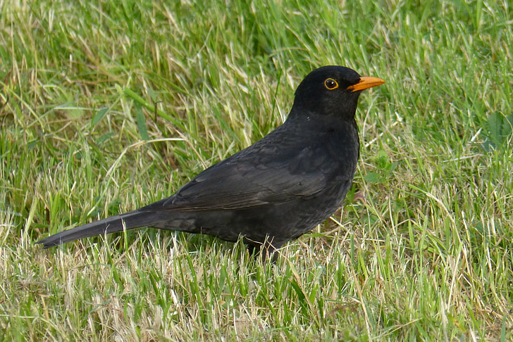 blackbird, bird, black, grass