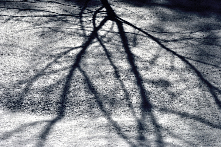 tree, shadow, snow, branches, light, ground, outdoor lighting