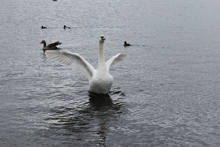 птица, Парк, их, пруд, воды, Белый, Лебедь