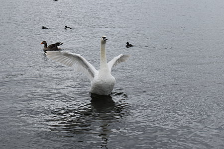 bird, park, their, pond, water, white, swan