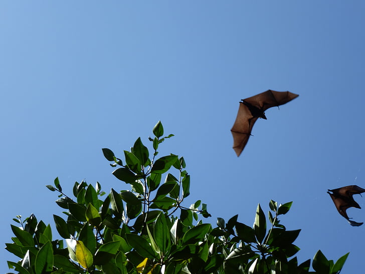-Flying dog, Sri lanka, volare, pipistrelli
