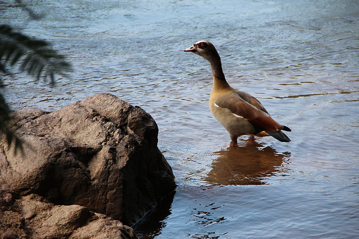 egyptian goose, river, sanbonani game park, 2014