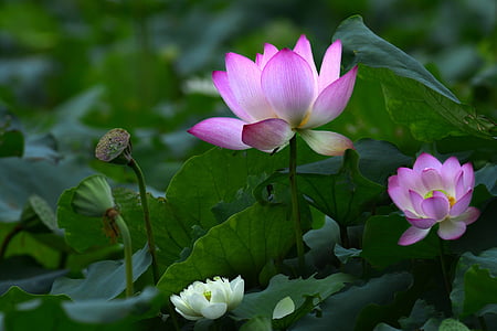 bunga, Eli lilly dan perusahaan, tanaman, Lotus, daun, warna pink, alam