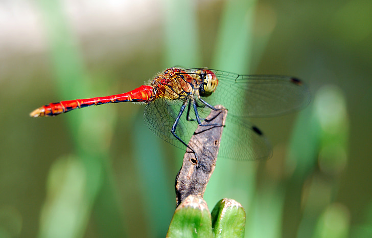 Dragon-fly, insecte, rouge, nature