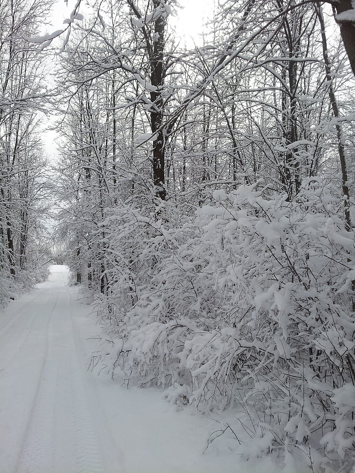 дорога менее путешествовал, scene зимы, снег, Природа, лес, зимнее время, Зима
