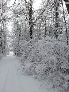 路较少旅行, 冬天的场景, 雪, 自然, 森林, 冬季-时间, 冬天