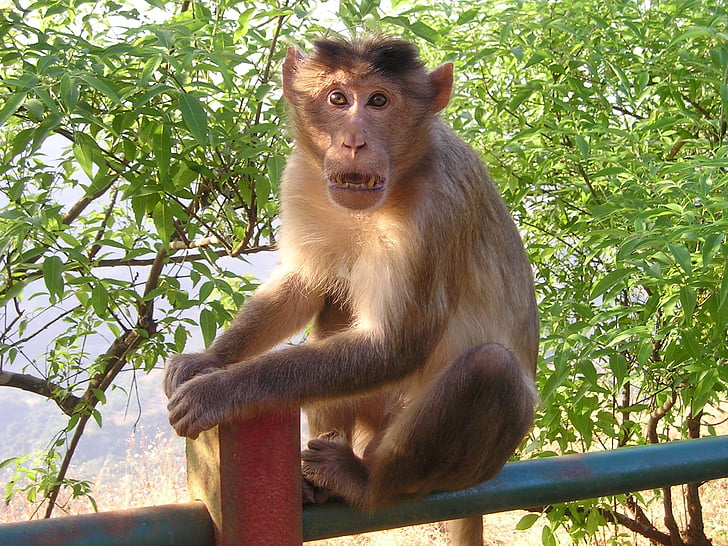 India, Monkey, Wild