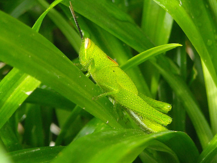 grasshopper, green, leaf, pandan, nature, plant, green Color