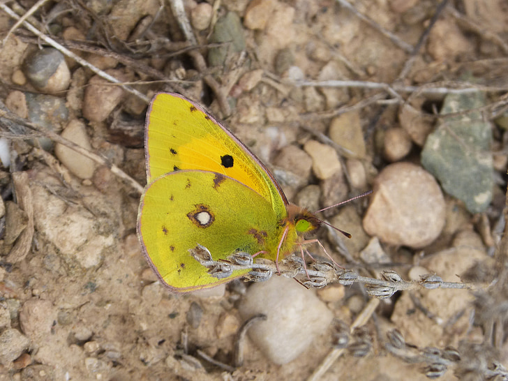 butterfly, green, yellow, macro, unusual, rare butterfly
