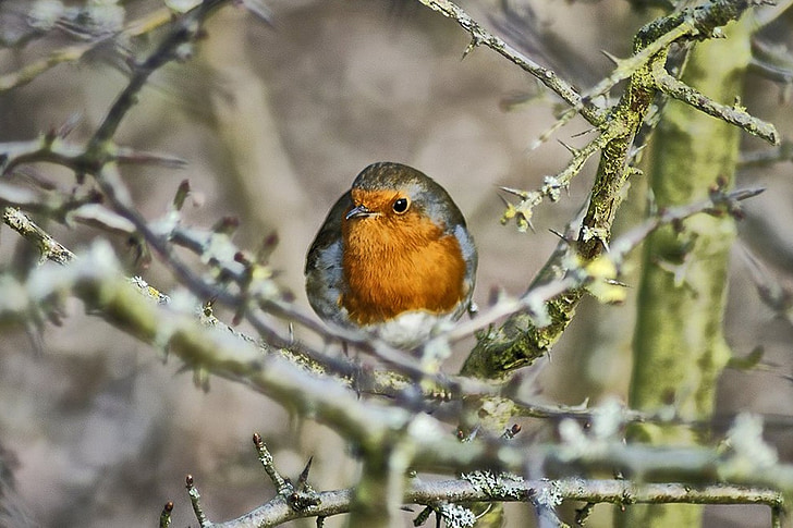 Free photo: robin, red robin, bird | Hippopx