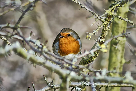 robin, bird, red robin, animal, feathered, nature