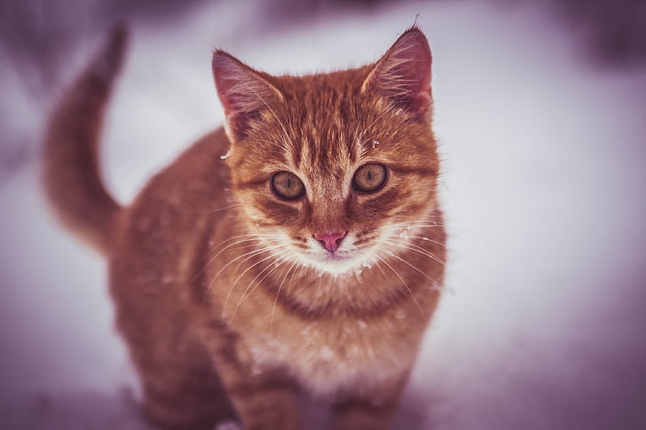 cat, snow, play, snowflakes, about, domestic Cat, pets