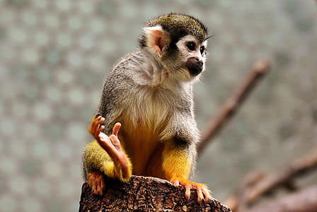majom, äffchen, cuki, kis, Capuchins, kapucinus majom, állat