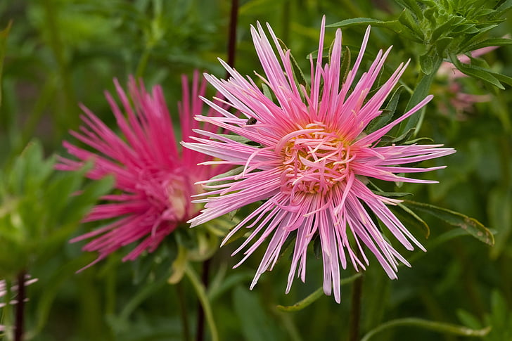 astra, blooms, pink, dacha, green, closeup, plant