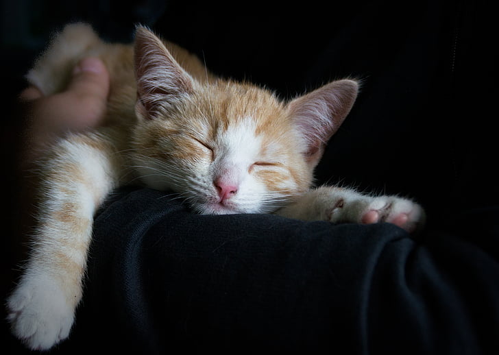 mačka, udobno, spanja, lahko noč, utrujeni, srčkano, rdeča