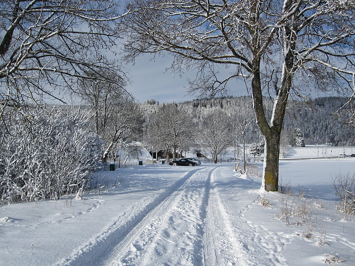 zimné, sneh, strom, vzdialenosť