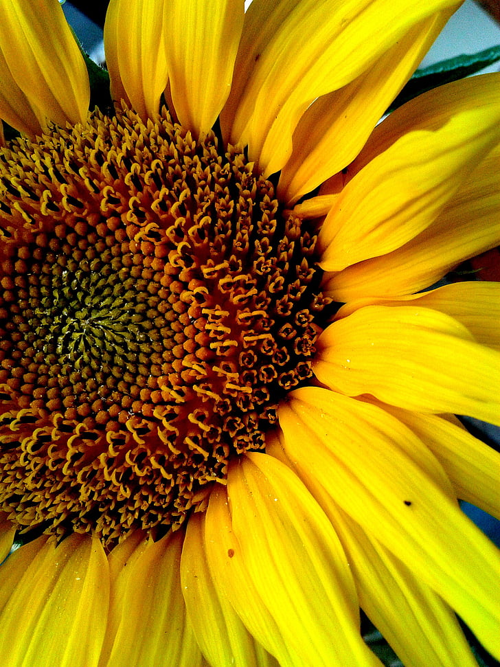 sunflower, flower, yellow, flower of sunflower, petals
