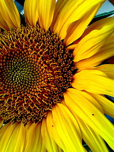 Sonnenblume, Blume, gelb, Blume Sonnenblume, Blütenblätter