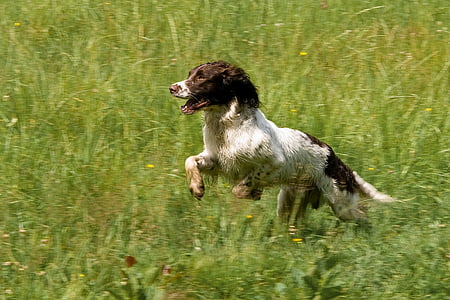 animal, dog, spaniel, training, movement