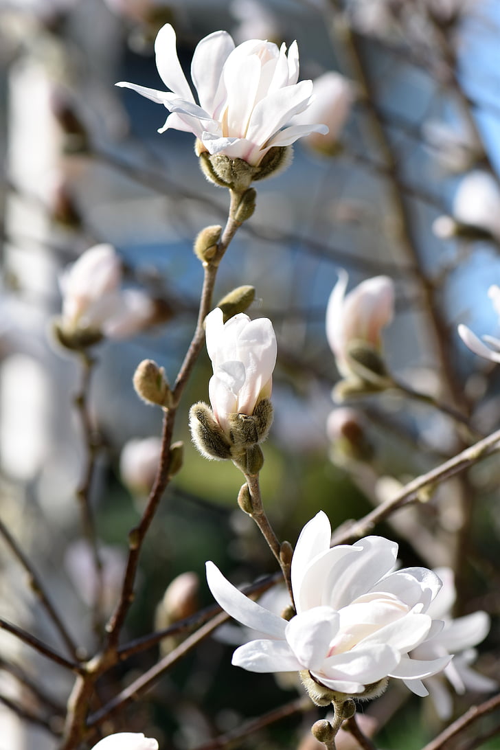 magnolia, flower, blossom, bloom, plant, bush, white