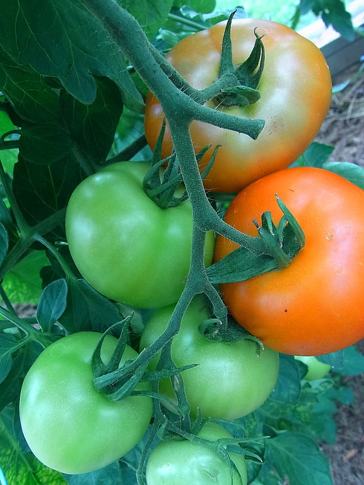 tomate, frutas, produtos hortícolas, jardim, comida, nutrição, saudável