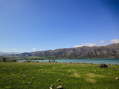 Nya Zeeland, betesmark, nötkreatur, bergen, landskap, ull, äng