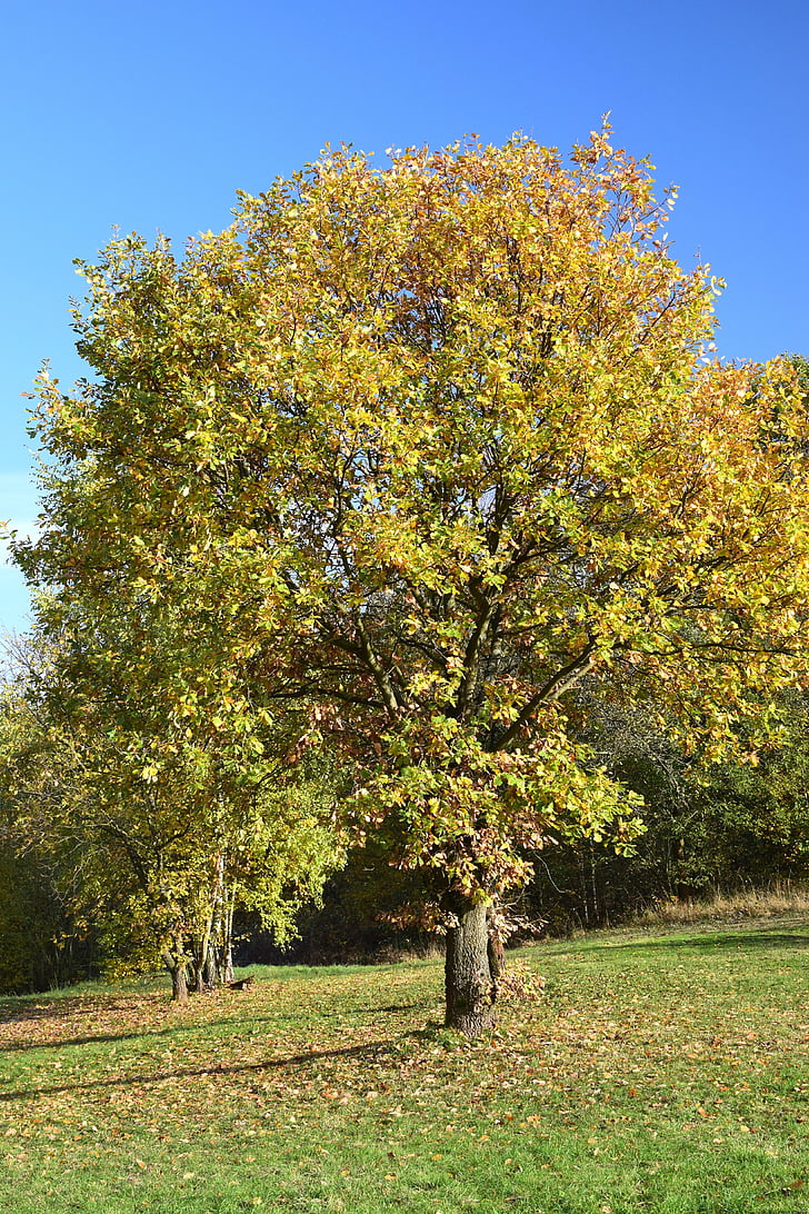 árbol de hoja caduca, otoño, más interno, para colorear, naturaleza, árbol, hoja