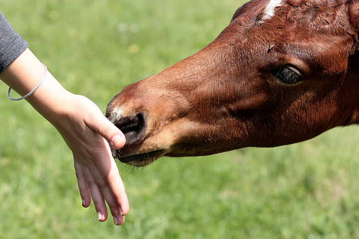 horse, food, hand, contact, brown