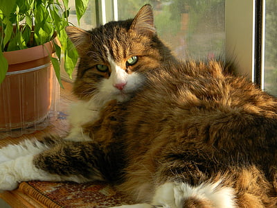 kočka, pohodlí, zvíře, dům, okno, okenní parapet, domácí zvíře