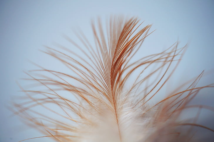 Feather, lehed, lind, Strand, pruun, valge, sile