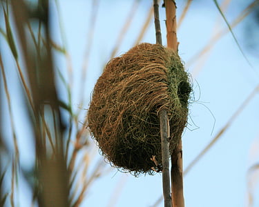 nest, bird, weaver, thick-billed brown weaver, nature, egg, branch