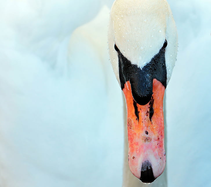 swan, bird, duck bird, animal, white, head, water bird