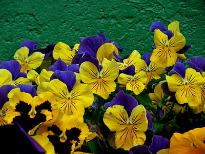 Blume, Stiefmütterchen, Frühling, Anlage, Floral, Garten, violett