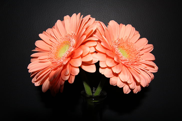 Gerbera, Hoa, Blossom, nở hoa, đầy màu sắc, màu da cam, hoa cam