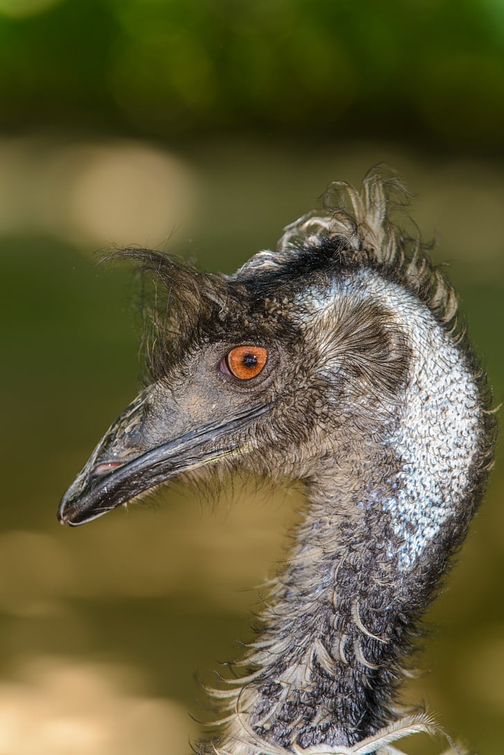 Emu novaehollandiae, UEM-marrom, retrato, close-up, macro, pássaro, asas